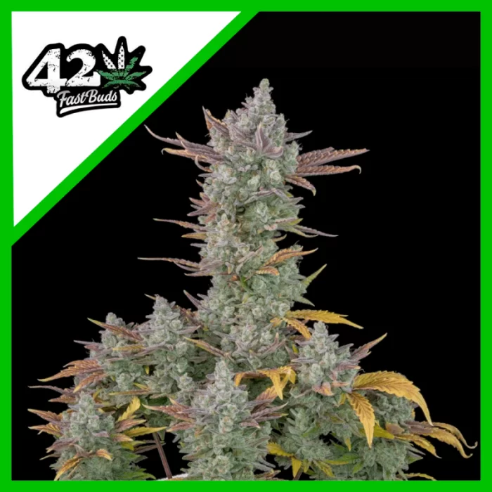 Fast Buds gorilla cookies Auto