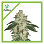 Fast Buds green crack Auto