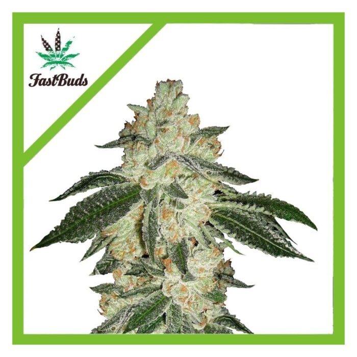 Fast Buds green crack Auto