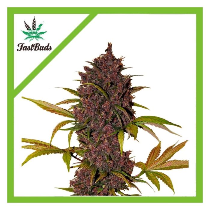 Fast Buds LSD 25 Auto