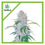 Fast Buds Six Shooter Auto