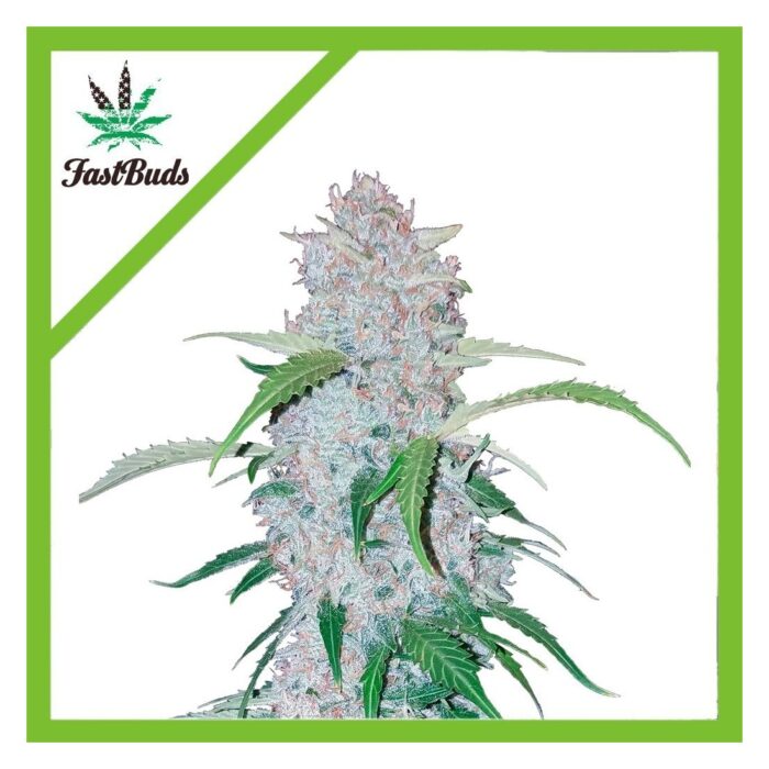 Fast Buds Six Shooter Auto