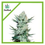 Fast Buds Tangie Matic Auto