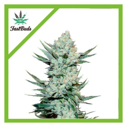 Fast Buds Tangie Matic Auto