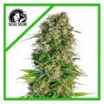 Sensi seeds Hindu Kush Auto