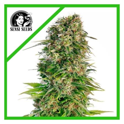 Sensi seeds Hindu Kush Auto