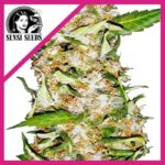 Sensi seeds Skunk N1 feminizada