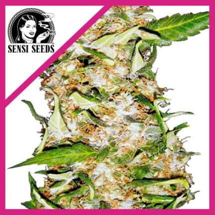 Sensi seeds Skunk N1 feminizada