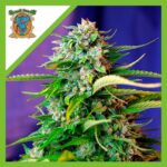 Sweet seeds jack 47 fast Auto