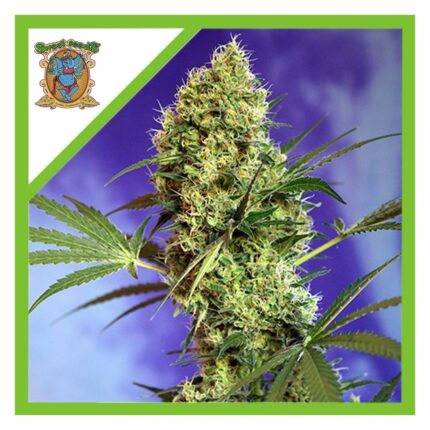 Sweet seeds Big devil xl Auto