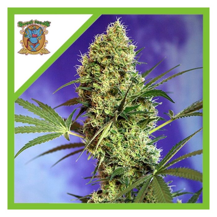 Sweet seeds Big devil xl Auto