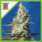 Sweet seeds green poison xl Auto