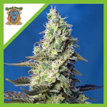 Sweet seeds green poison xl Auto