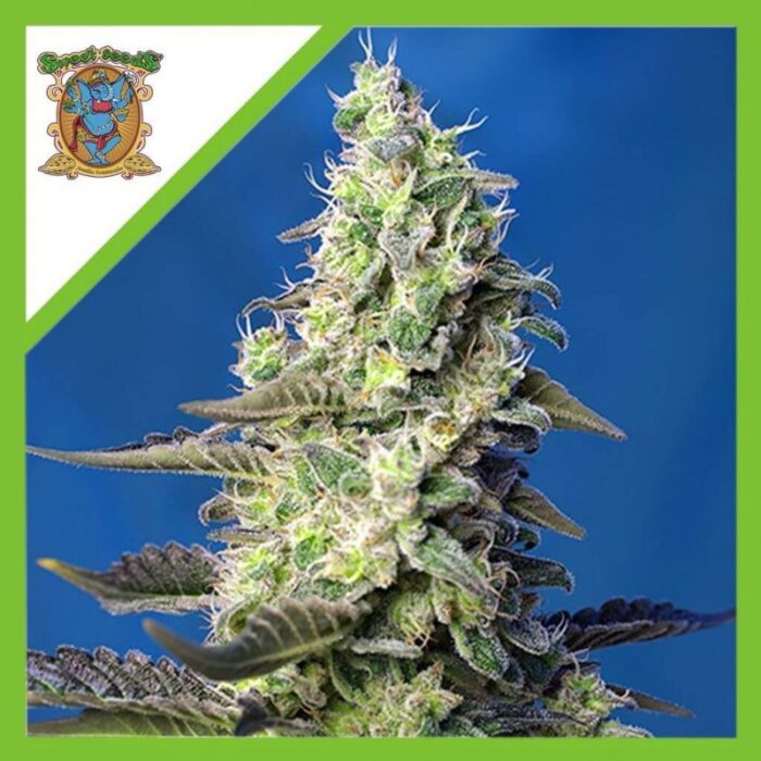 Sweet seeds green poison xl Auto