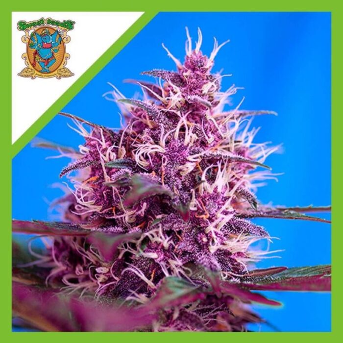Sweet seeds Red poison xl Auto