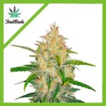Fast Buds gorilla cookies Auto