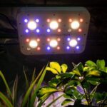 Apollo Evolution 6 180W Delight