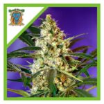 FAST BUD AUTO X3+1-SWEET SEEDS