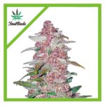 BLACKBERRY AUTO X3-FAST BUDS