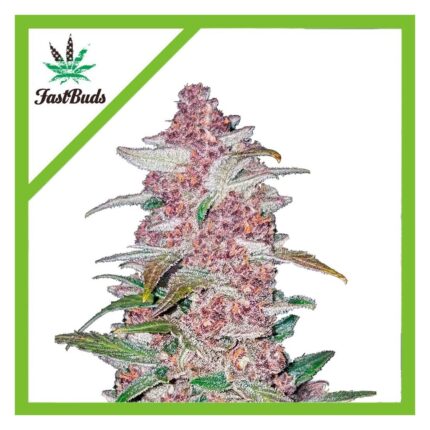 BLACKBERRY AUTO X3-FAST BUDS