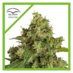 Xtreme Auto X3 Dutch Passion