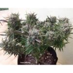 THINK DIFFERENT AUTO X3-DUTCH PASSION