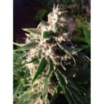 THINK DIFFERENT AUTO X3-DUTCH PASSION