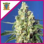 GREEN POISON CBD FEM X3+1-SWEET SEEDS