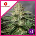 OG KUSH CBD FEM X3+2-MEDICAL SEEDS
