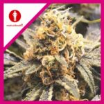 RECOVERY CBD FEM X3+2-MEDICAL SEEDS