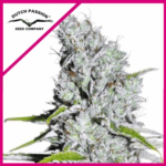 SKUNK HAZE CBD FEM X3-DUTCH PASSION