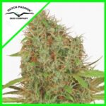 SKYWALKER HAZE AUTO X3- DUTCH PASSION