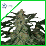 DEIMOS AUTO X3+1-BUDDHA SEEDS