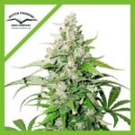 CINDERELLA JACK AUTO X3-DUTCH PASSION