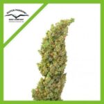 DAIQUIRI LIME AUTO X3-DUTCH PASSION