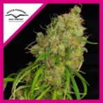 DESFRAN FEM X3-DUTCH PASSION