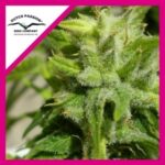 EUFORIA FEM X3-DUTCH PASSION