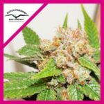 GLUEBERRY OG FEM X3-DUTCH PASSION