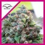 WHITE WIDOW FEM X3-DUTCH PASSION