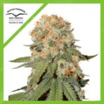 ORANGE BUD AUTO X3-DUTCH PASSION