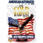 GOLD HARVEST AUTO PINEAPPLE EXPRESS