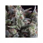 PYRAMID SEEDS OLYMPIA (3UDS)