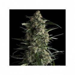 PYRAMID SEEDS CBD GALAXY (3UDS)