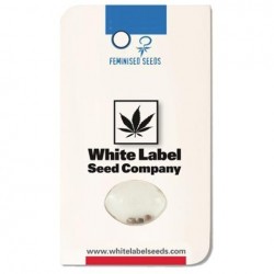 WHITE LABEL GELATO 420 FEM (3+1)