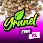 MOBY DICK F1 FAST VERSION FEMINIZADA A GRANEL