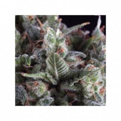 PYRAMID SEEDS OLYMPIA (1UD)