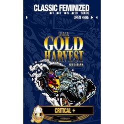 GOLD HARVEST CRITICAL +