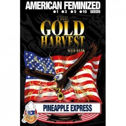 GOLD HARVEST PINEAPPLE EXPRESS