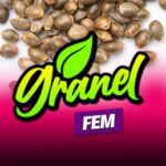 MAZAR FEMINIZADA A GRANEL