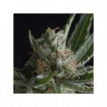 PYRAMID SEEDS CBD SHARK (3UDS)